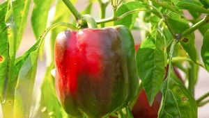 Nie ignoruj znaków, które daje papryka. Możesz stracić cały plon