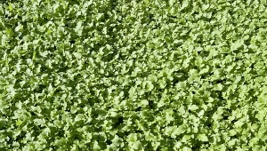 Gorczyca biała jest jednym z najlepszych poplonów do warzywnika. Możemy siać ją po cebuli, czosnku czy ogórkach.