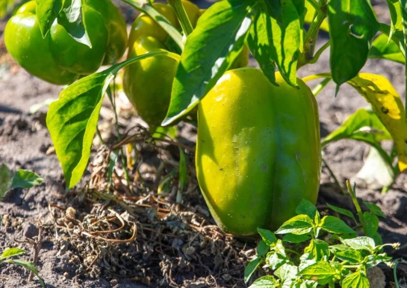 By papryka obficie owocowała, musi mieć wystarczającą ilość składników pokarmowych