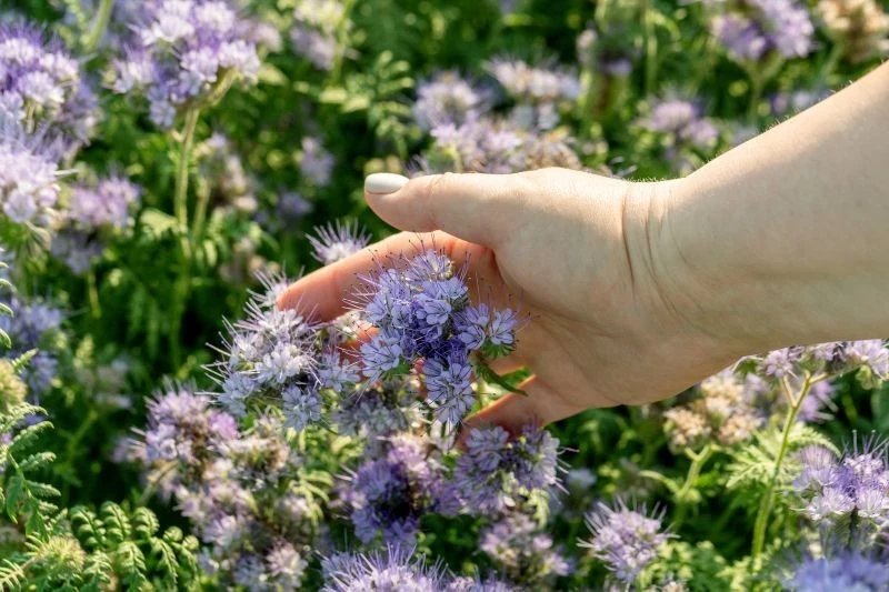 Facelia błękitna może być wysiewana po zakończeniu zbiorów pierwszych letnich warzyw