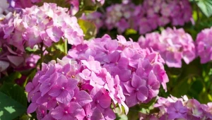 Jakie są najczęstsze przyczyny słabej kondycji hortensji?