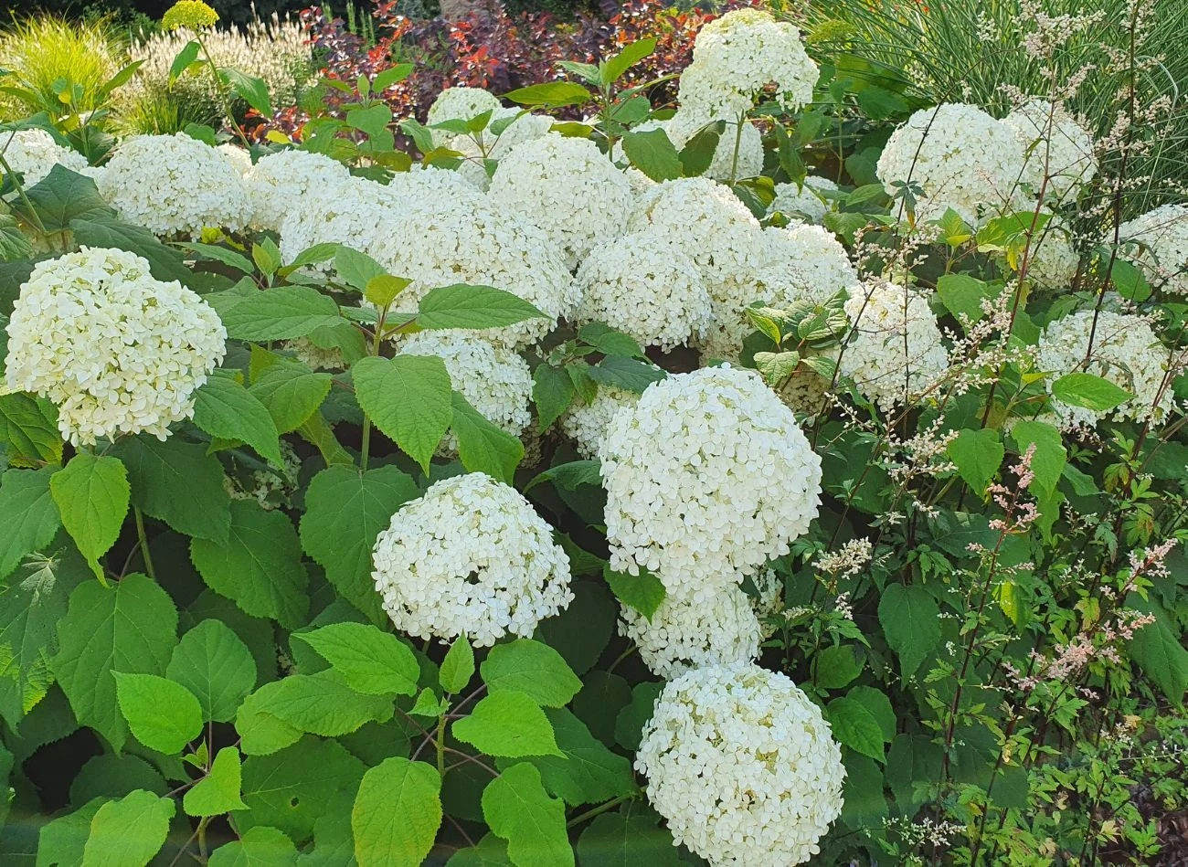 Woda ogórkowa może pomóc w szybkiej regeneracji osłabionych hortensji.