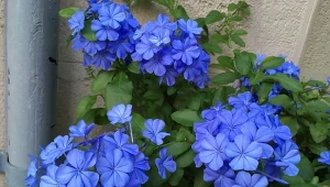 Kwiatostany ołownika przypominają wyglądem popularne floksy lub hortensje.