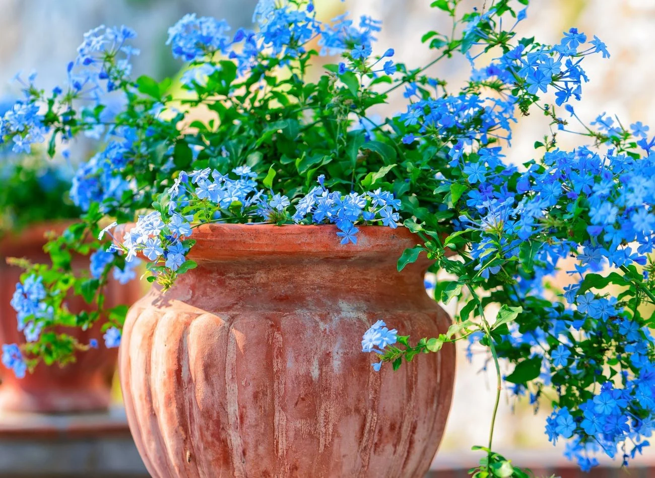 Ołownik uszkowaty najlepiej prezentuje się jako soliter w dużej donicy