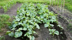 Uprawa ogórków na jesienny zbiór wiąże się z pewnymi wyzwaniami.