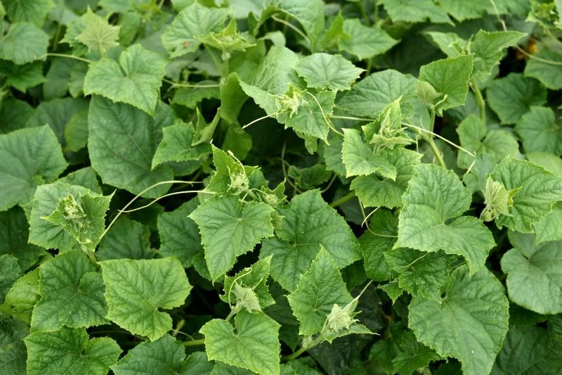 Jak zrobić wzmacniającą odżywkę do ogórków