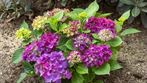 Wyjaśniamy, jak sadzić hortensje późnym latem i jesienią.