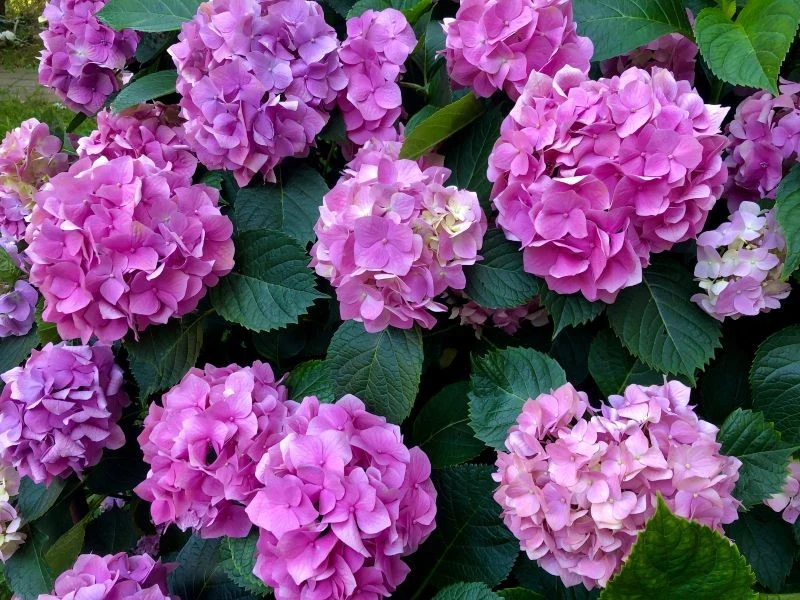 Warto zatroszczyć się o hortensje po posadzeniu, by zagwarantować ich długie i bujne kwitnienie