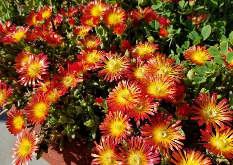 Słonecznica będzie nietuzinkową ozdobą twojego balkonu