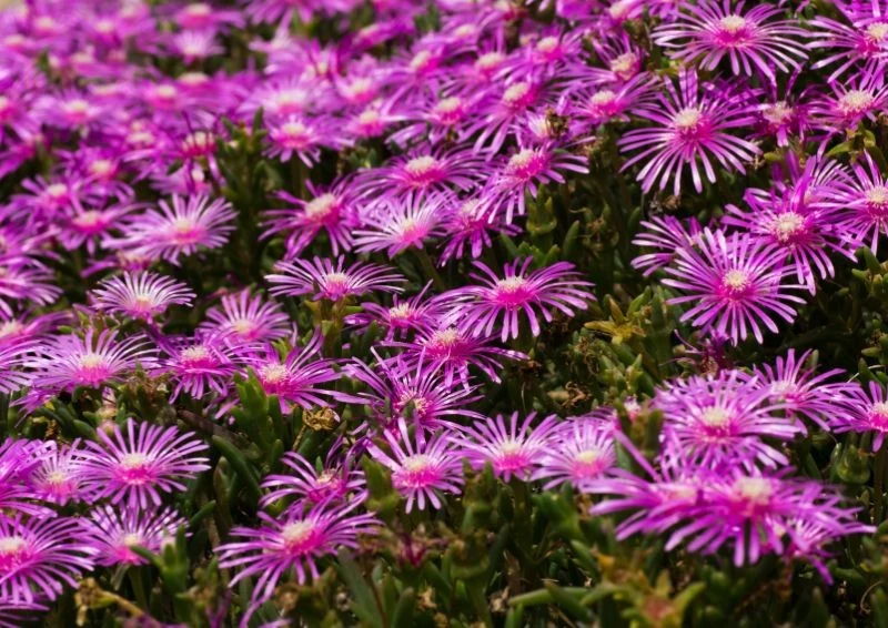 Odmiana Delosperma cooperi kwitnie na intensywny, różowy kolor