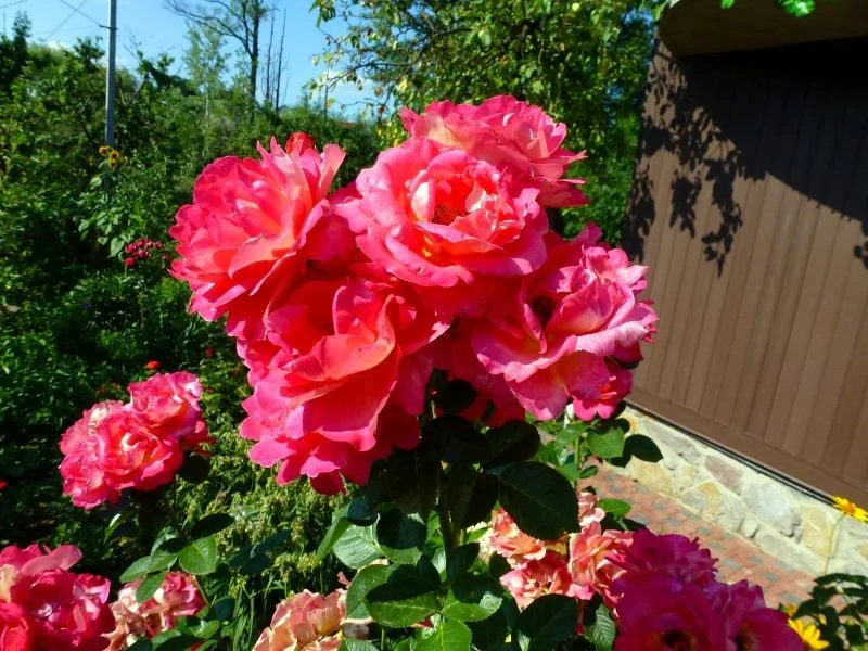 Odżywkę z mleka warto zastosować już na początku sezonu