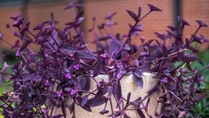 W sprzyjających warunkach trzykrotka purpurowa może zakwitnąć.