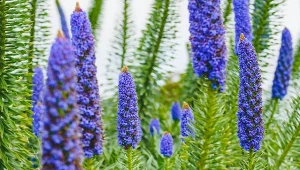 Żmijowiec szmaragdowy to zjawiskowa bylina z krainy wiecznej wiosny.