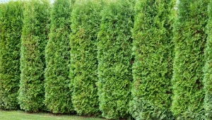 Kiedy i czym najlepiej nawozić tuje?