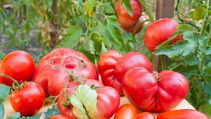 Koci pyszczek na pomidorach jest częstą, ale nie niebezpieczną przypadłością.