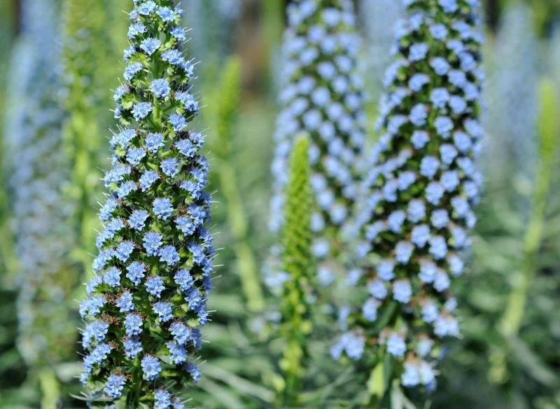 Jak uprawiać żmijowca szmaragdowego