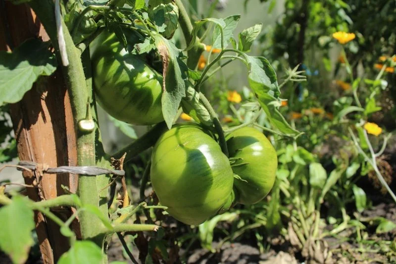 Pomidory o dziwnych kształtach nadal nadają się do jedzenia