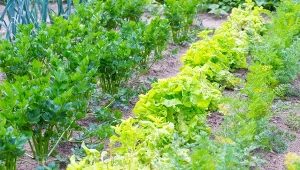 Jakie warzywa sadzić po ogórkach? Warto przestrzegać zasad płodozmianu.