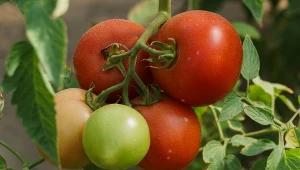 Domowy oprysk z kurkumy czyni cuda z pomidorami.