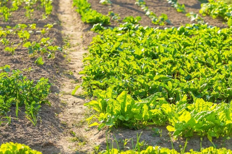 Po ogórkach warto uprawiać warzywa o krótkim okresie wegetacji