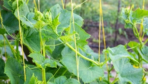 Domowa mieszanka do ogórków gruntowych. Posadzone w sierpniu będą zdrowo i obficie rosły