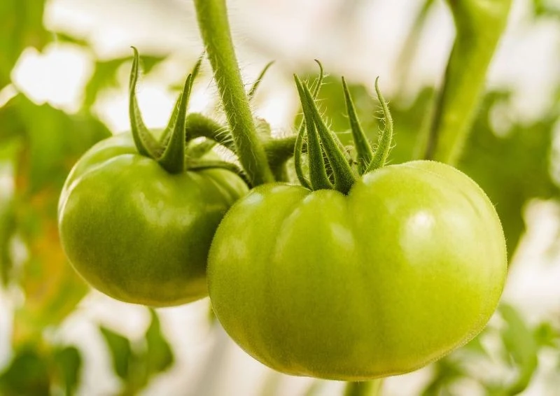 Właściwości kurkumy wzmacniają i chronią pomidory przed chorobami