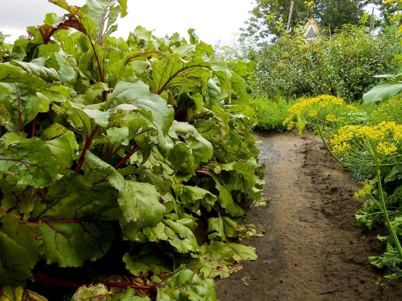 Po ogórkach możemy uprawiać m