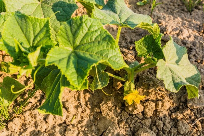 Ogórki sadzone w połowie lata potrzebują więcej składników odżywczych, ponieważ dysponują krótszym czasem na rozwój i owocowanie