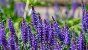 Jedną z mało wymagających bylin, które warto mieć w ogrodzie, jest szałwia omszona.