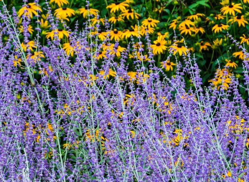 Perowskia łobodolistna nie wymaga podlewania