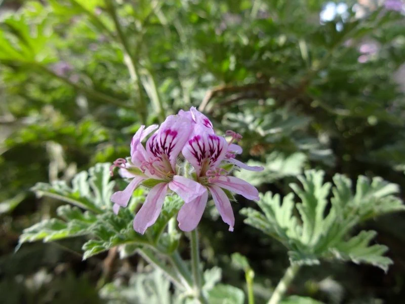 Anginki próżno szukać w sklepach