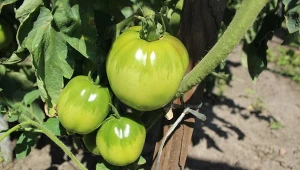 Podpowiadamy, jak z pestek grejpfruta zrobić oprysk na zarazę ziemniaczaną pomidora.