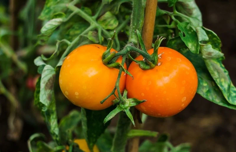 Wyciąg z pestek grejpfruta w naturalny sposób chroni pomidory przed zarazą ziemniaczaną