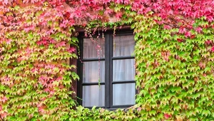 Żadne pnącze nie zachwyca jesienią tak, jak winobluszcz trójklapowy.