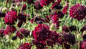 Driakiew purpurowa, czyli wdówka, jest idealną rośliną dla początkujących i nie tylko.