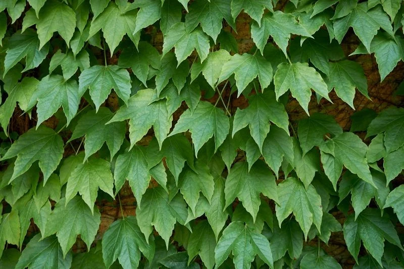 Wiosną i latem winobluszcz trójklapowy jest elektryzująco zielony