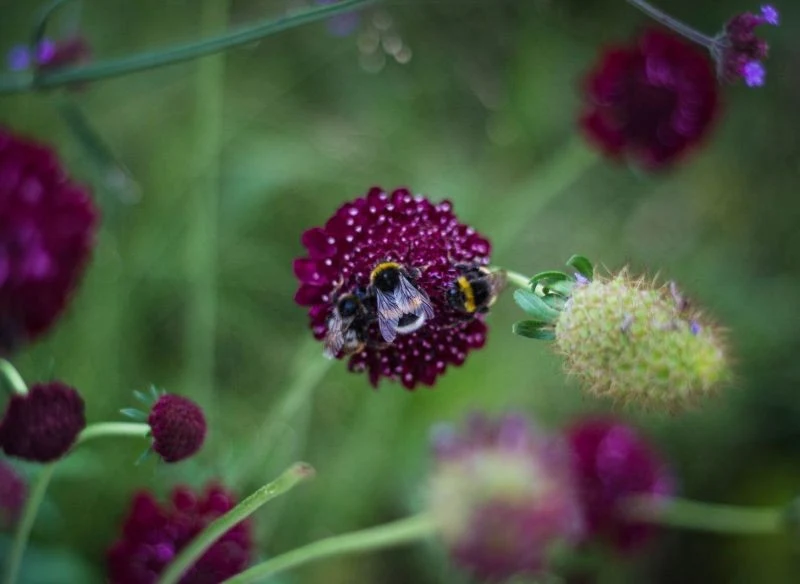 Driakiew purpurowa jest chętnie odwiedzana przez zapylacze