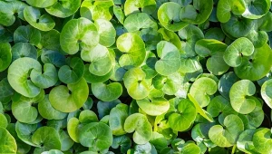 Rośliny okrywowe, takie jak kopytnik pospolity (Asarum europaeum), sprawdzają się nawet w najtrudniejszych miejscach. Z powodzeniem zastępują trawnik.