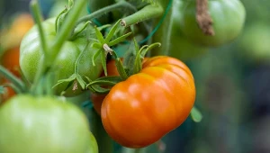 Pomidory doskonale reagują na naturalny nawóz z resztek kuchennych.