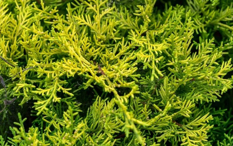 Mikrobiota syberyjska jest wyjątkowo odporna na mr óz