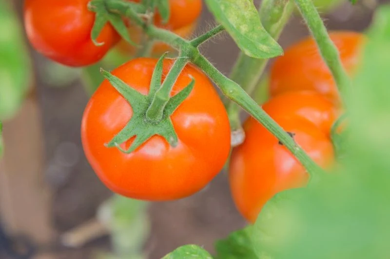 Nawóz z resztek z kuchni to prawdziwy skarb dla każdego ogrodnika uprawiającego pomidory