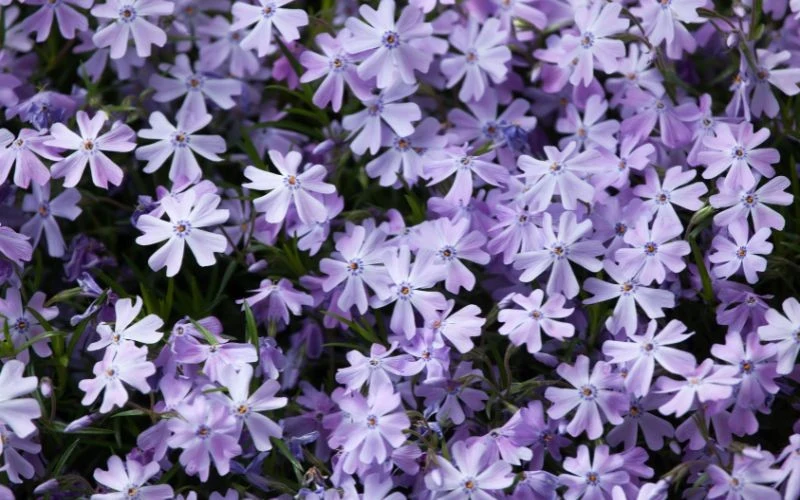 Floks szydlasty zachowuje estetyczny wygląd przez cały rok