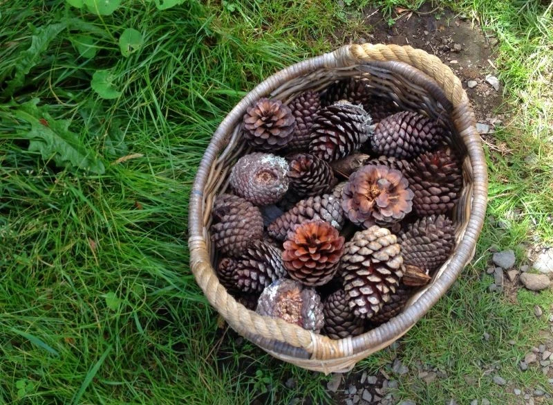 Warto zbierać szyszki z własnej posesji i wykorzystać je m