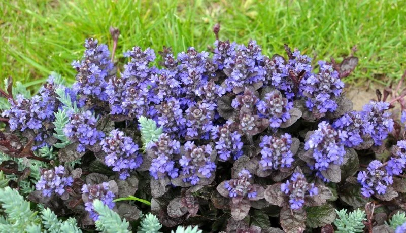 Dąbrówka rozłogowa (Ajuga reptans) występuje w odmianach o atrakcyjnie przebarwionych liściach