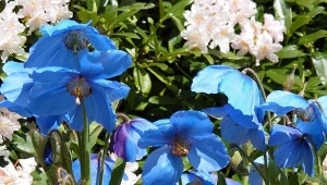 Mekonopsy pochodzą z Himalajów, ale są spokrewnione z czerwonymi makami, występującymi w Polsce. l