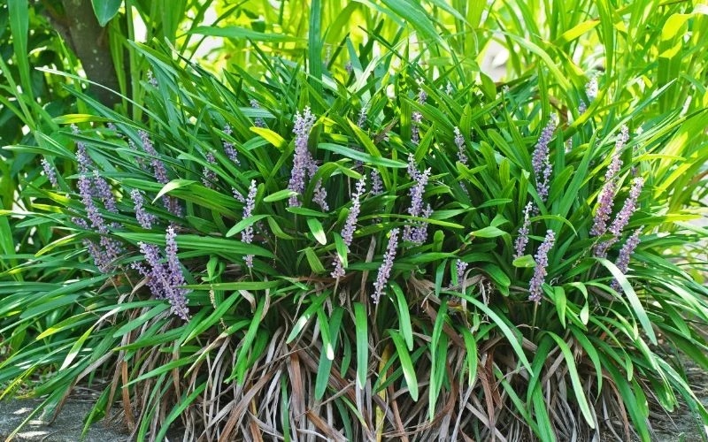 Liriope szafirkowata jest chętnie sadzona pod koronami drzew