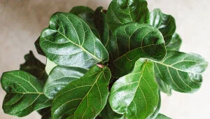 Fikus dębolistny wyróżnia się ciekawym kształtem liści, przypominającym lirę lub liście dębu.