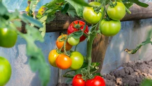 Dojrzewające pomidory mogą zmagać się z niedoborami pierwiastków.