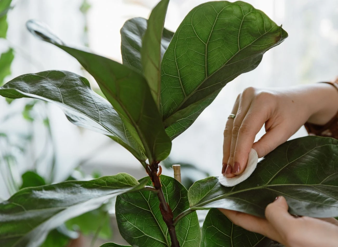 Fikus dębolistny wymaga regularnego czyszczenia liści, aby zapobiec osadzaniu się kurzu, który hamuje wzrost rośliny
