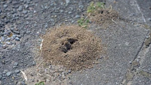 Jak pozbyć się mrówek z ogrodu?